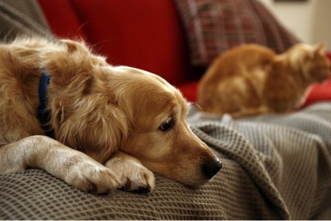 ASSISTENZA VETERINARIA A DOMICILIO