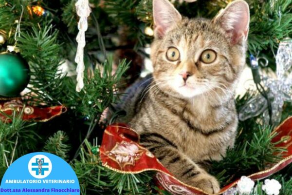 Prepariamo l’Albero di Natale